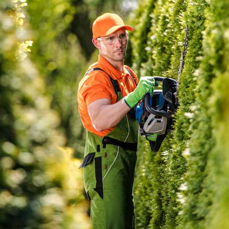 Hedge trimming services